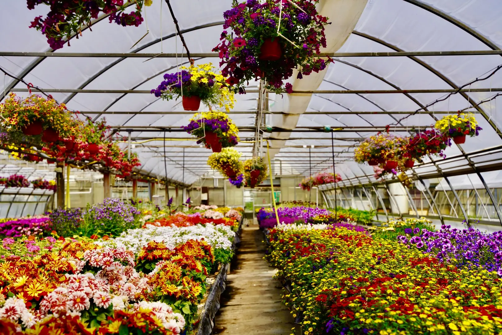 Folienhaus der Gärtnerei Brodkorb mit Blumenampeln und blühenden Beetpflanzen