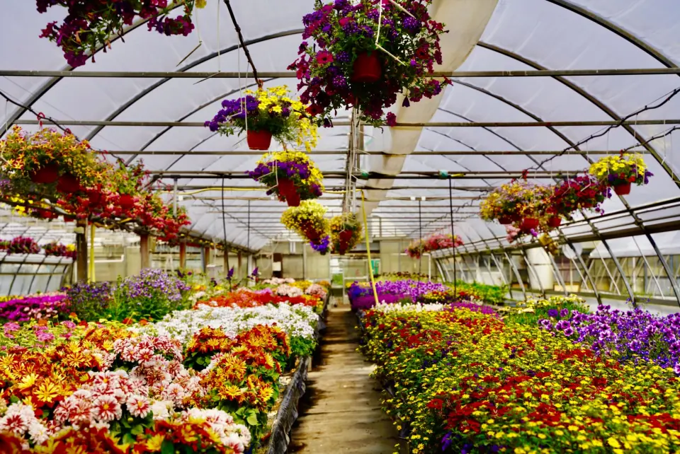 Blick in unser Gewächshaus mit Blumenvielfalt