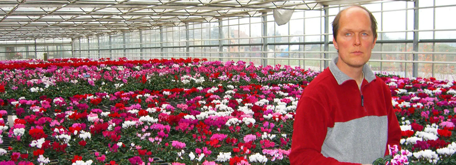 Inhaber Steffen Hahn im Gewächshaus vor blühenden Cyclamen